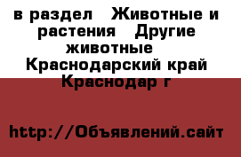  в раздел : Животные и растения » Другие животные . Краснодарский край,Краснодар г.